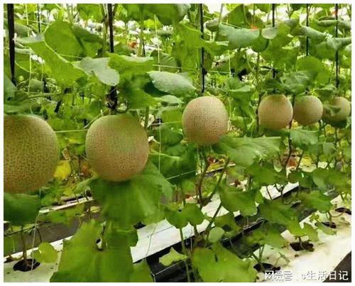 賽罕區(qū) 以初級農(nóng)產(chǎn)品為抓手，加快構(gòu)建新發(fā)展格局，著力推動高質(zhì)量發(fā)展